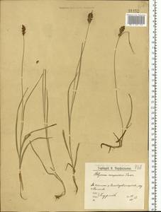 Blysmus compressus (L.) Panz. ex Link, Eastern Europe, Northern region (E1) (Russia)