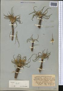 Takhtajaniantha subacaulis (Regel) Zaika, Sukhor. & N. Kilian, Middle Asia, Northern & Central Tian Shan (M4) (Kyrgyzstan)