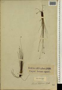 Ficinia filiformis (Lam.) Schrad., Africa (AFR) (South Africa)
