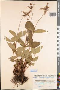 Clematis integrifolia L., Eastern Europe, North Ukrainian region (E11) (Ukraine)