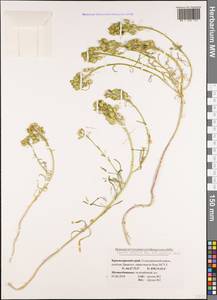 Iberis simplex DC., Caucasus, Black Sea Shore (from Novorossiysk to Adler) (K3) (Russia)