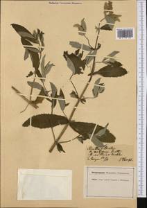 Mentha longifolia (L.) L., Western Europe (EUR) (Germany)