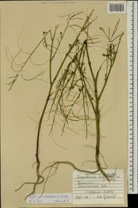 Sisymbrium brassiciforme C.A. Mey., Mongolia (MONG) (Mongolia)