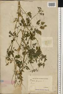 Aethusa cynapium L., Eastern Europe, Estonia (E2c) (Estonia)