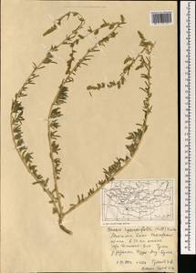 Bassia hyssopifolia (Pall.) Kuntze, Mongolia (MONG) (Mongolia)