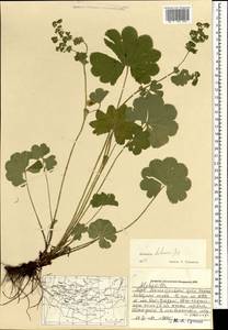 Alchemilla hebescens Juz., Mongolia (MONG) (Mongolia)