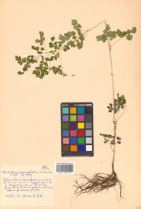 Thalictrum sparsiflorum Turcz. ex Fisch. & C. A. Mey., Siberia, Russian Far East (S6) (Russia)