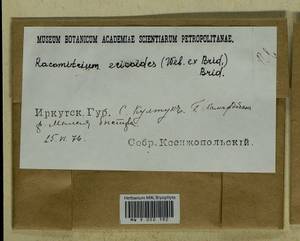 Niphotrichum ericoides (Brid.) Bedn.-Ochyra & Ochyra, Bryophytes, Bryophytes - Baikal & Transbaikal regions (B18) (Russia)