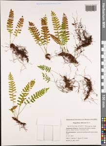 Polypodium sibiricum Sipliv., Siberia, Russian Far East (S6) (Russia)