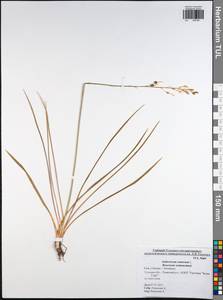 Anthericum ramosum L., Eastern Europe, Central region (E4) (Russia)