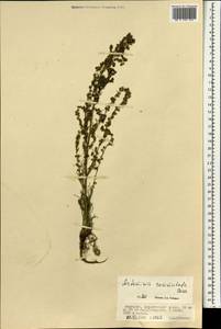 Artemisia pubescens Ledeb., Mongolia (MONG) (Mongolia)