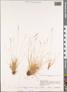 Festuca brachyphylla Schult. & Schult.f., Siberia, Altai & Sayany Mountains (S2) (Russia)
