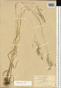 Bromus arvensis L., Eastern Europe, Central forest region (E5) (Russia)