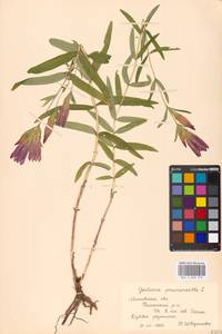 Gentiana pneumonanthe L., Eastern Europe, Moscow region (E4a) (Russia)