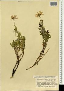 Chrysanthemum sinuatum Ledeb., Mongolia (MONG) (Mongolia)