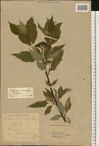 Cornus sericea L., Eastern Europe, Eastern region (E10) (Russia)