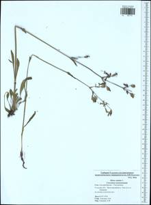 Silene nutans, Eastern Europe, Central region (E4) (Russia)