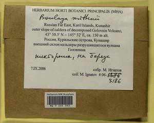 Boulaya mittenii (Broth.) Cardot, Bryophytes, Bryophytes - Russian Far East (excl. Chukotka & Kamchatka) (B20) (Russia)