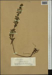 Hypericum tetrapterum, Western Europe (EUR) (Poland)