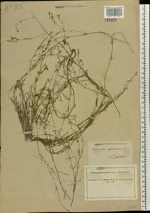 Cynanchica pyrenaica subsp. cynanchica (L.) P.Caputo & Del Guacchio, Eastern Europe, South Ukrainian region (E12) (Ukraine)