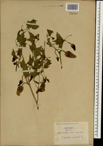 Capsicum annuum L., South Asia, South Asia (Asia outside ex-Soviet states and Mongolia) (ASIA) (China)