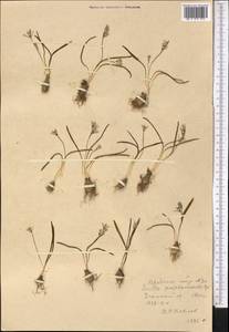 Fessia puschkinioides (Regel) Speta, Middle Asia, Western Tian Shan & Karatau (M3) (Uzbekistan)