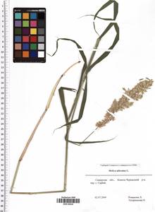 Melica altissima L., Eastern Europe, Middle Volga region (E8) (Russia)