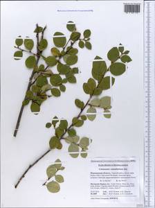 Cotoneaster integerrimus Medik., Eastern Europe, Northern region (E1) (Russia)