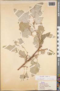 Populus alba L., Siberia, Russian Far East (S6) (Russia)