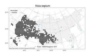 Vicia sepium L., Atlas of the Russian Flora (FLORUS) (Russia)