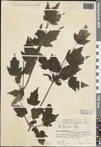 Acer tataricum subsp. ginnala (Maxim.) Wesm., South Asia, South Asia (Asia outside ex-Soviet states and Mongolia) (ASIA) (China)