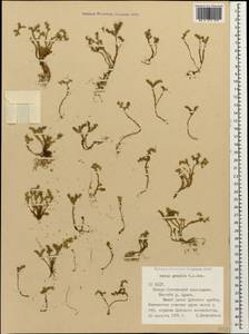 Sedum gracile C. A. Mey., Caucasus, North Ossetia, Ingushetia & Chechnya (K1c) (Russia)