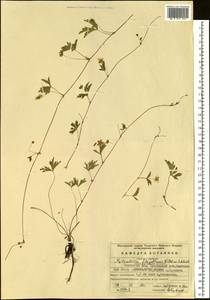 Potentilla flagellaris Willd. ex Schltdl., Siberia, Baikal & Transbaikal region (S4) (Russia)