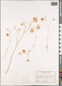 Lagoecia cuminoides L., Western Europe (EUR) (Greece)