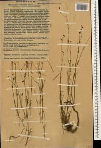 Asperula woronowii V.I.Krecz., Caucasus, Turkish Caucasus (NE Turkey) (K7) (Turkey)