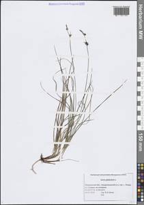 Carex globularis L., Eastern Europe, Northern region (E1) (Russia)