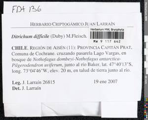 Ditrichum difficile (Duby) M. Fleisch., Bryophytes, Bryophytes - America (BAm) (Chile)