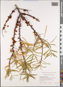 Hippophae rhamnoides L., Siberia, Western Siberia (S1) (Russia)