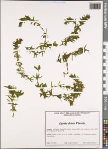 Elodea densa (Planch.) Casp., South Asia, South Asia (Asia outside ex-Soviet states and Mongolia) (ASIA) (Sri Lanka)