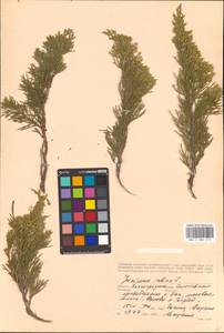 Juniperus sabina L., Eastern Europe, Lower Volga region (E9) (Russia)