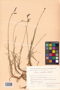 Carex rariflora (Wahlenb.) Sm., Siberia, Chukotka & Kamchatka (S7) (Russia)