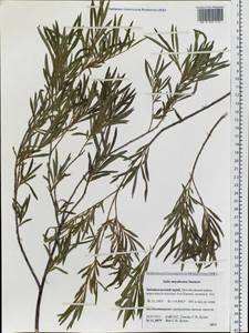 Salix miyabeana Seemen, Siberia, Baikal & Transbaikal region (S4) (Russia)