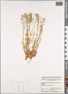 Arabidopsis septentrionalis (N. Busch) D. A. German, Siberia, Central Siberia (S3) (Russia)