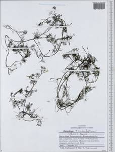 Ranunculus trichophyllus Chaix, Eastern Europe, Middle Volga region (E8) (Russia)