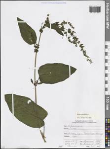 Rumex obtusifolius L., Caucasus, South Ossetia (K4b) (South Ossetia)