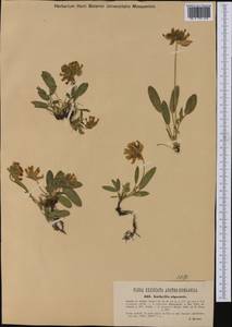 Anthyllis vulneraria subsp. alpestris (Hegetschw.)Asch. & Graebn., Western Europe (EUR) (Austria)