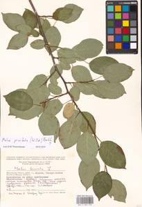 Malus prunifolia (Willd.) Borkh., Eastern Europe, Moscow region (E4a) (Russia)