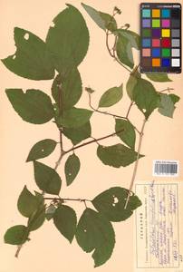 Philadelphus tenuifolius Rupr. & Maxim., Siberia, Russian Far East (S6) (Russia)