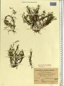 Callitriche hermaphroditica L., Eastern Europe, Central forest-and-steppe region (E6) (Russia)