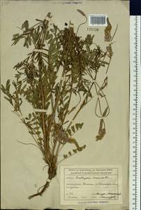 Onobrychis arenaria subsp. sibirica (Besser)P.W.Ball, Siberia, Altai & Sayany Mountains (S2) (Russia)